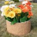 Цветник КАНЬОН купить в Кузнецке